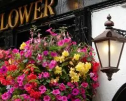 Flowers hanging outside pub